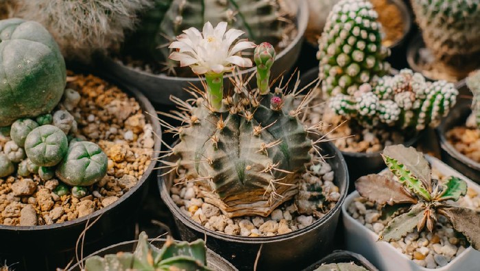 Top view of Cactus flowers, Gymnocalycium mihanovichii with white flower is blooming on pot, Succulent, Cacti, Cactaceae, Tree, Drought tolerant plant.