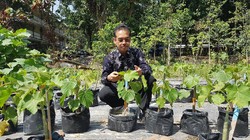 Mengenal Tanaman Penghasil Emas yang Tumbuh di Indonesia, Begini Faktanya