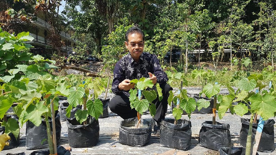 Menurut Prof. Hamim, emas dan logam berharga lain bisa diekstraksi dari pohon emas di Indonesia.