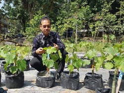 Ternyata Pohon Emas Tumbuh di Indonesia, Apa Saja Jenisnya?