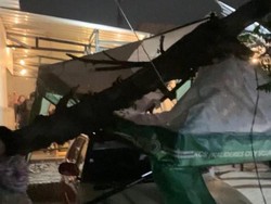 Pohon Tumbang Akibat Angin Kencang Timpa Mobil Warga-Kedai Kopi di Jakbar