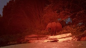 FOTO: Melacak Jejak Gajah Afrika di Benteng Terakhir Penjaga Kepunahan