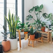 Berkebun di Weekend Makin Seru dengan 4 Model Rak Tanaman Hias Ini!