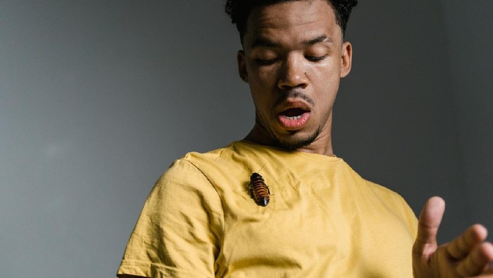 Cara Mengusir Kecoa di Musim Hujan Anti Ribet, Cukup Pakai 5 Bahan Alami Ini Aja!