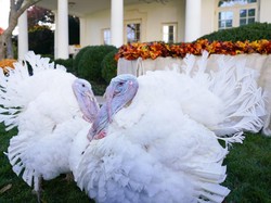 23 November Memperingati Hari Apa? Ada Thanksgiving hingga Hari Berkabung