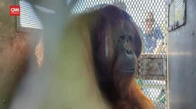 VIDEO: Individu Orangutan Hasil Rescue di Kebun Warga Dilepasliarkan