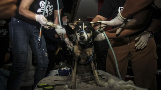 Dog Meet Free Indonesia (DMFI) mengatakan Pemkot Solo tak bisa terus berdiam diri dalam mengatasi masalah perdagangan daging anjing.