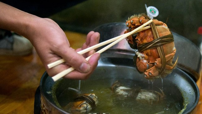 Seorang ahli menyebut bahwa merebus hewan seperti kepiting, gurita, cumi-cumi, dan lobster hidup-hidup bukanlah cara yang manusiawi.