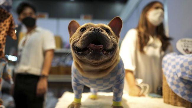 Jack adalah maskot hotel. Sepanjang hidupnya, Jack telah tinggal di hotel itu, sebuah suite di lantai dua bersama pemiliknya di Waikiki, Hawaii.