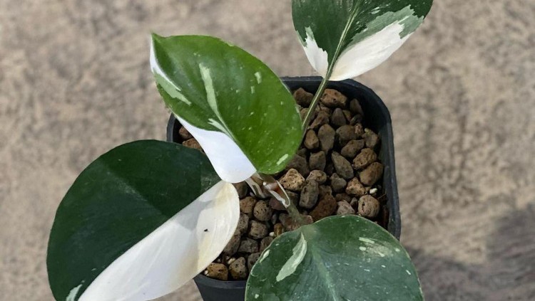 Philodendron White Knight