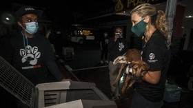 Kasus Rabies di Sulsel Mencapai Lebih dari 2.300, Lima Orang Tewas