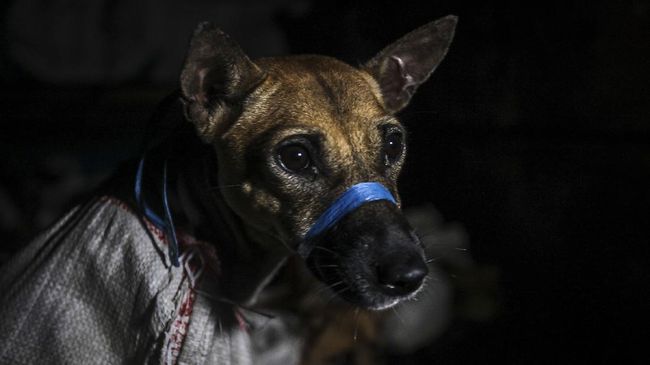Kemenkes mengungkapkan gejala kasus Gigitan Hewan Penular Rabies (GHPR) pada manusia. Gejala tersebut mulai dari demam hingga fobia cahaya.