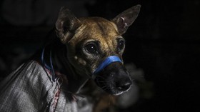 Kasus Rabies di Jembrana Melonjak, 100 Warga Positif Digigit Anjing