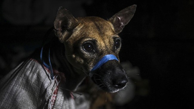 Kasus rabies ditemukan di Kabupaten Timor Tengah Selatan, NTT. Sedikitnya 10 orang menjadi korban gigitan anjing rabies. Satu korban meninggal.