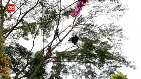 VIDEO: Pilot Paralayang Tersangkut Di Pohon Saat Akan Mendarat