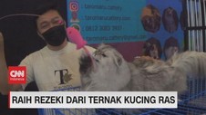 VIDEO: Raih Rezeki Dari Ternak Kucing Ras
