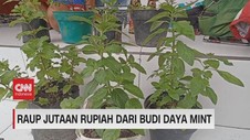 VIDEO: Raup Jutaan Rupiah Dari Budi Daya Mint