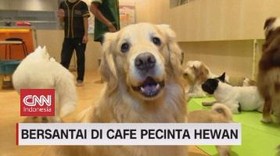 VIDEO: Bersantai di Cafe Pecinta Hewan