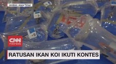 VIDEO: Jelajah Hutan Mangrove Ratusan Ikan Koi Ikuti Kontes