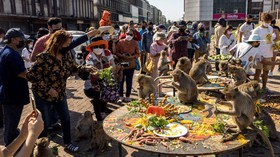 Festival Monyet Kembali Digelar di Thailand Setelah Turis Datang Lagi