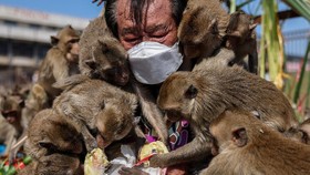 FOTO: Festival Makan Mewah Gratis untuk Monyet di Thailand