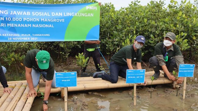 Jawab Isu Dekarbonasi, PNM Tanam 10 Ribu Mangrove di Tangerang