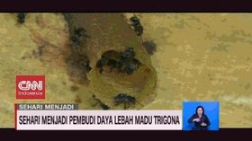 VIDEO: Sehari Menjadi Pembudidaya Lebah Madu Trigona