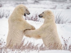 Ilmuwan Temukan Populasi Rahasia Beruang Kutub di Greenland