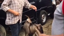 Viral Lulusan S2 Kini Jualan Sapi dan Kambing di Kampung, Ijazah Tuai Cibiran