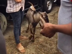 Viral Lulusan S2 Kini Jualan Sapi dan Kambing di Kampung, Ijazah Tuai Cibiran