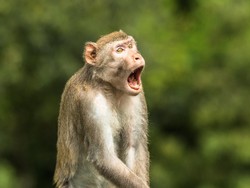 Foto Hewan yang Bikin Ngakak-Desa Muncul Lagi Setelah Tenggelam 30 Tahun