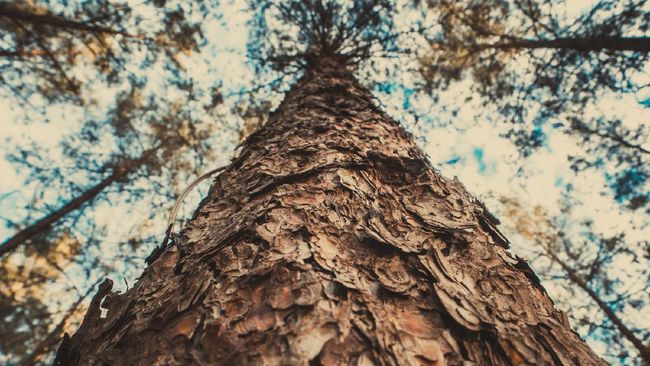 Jenis pohon tertua di dunia, El Alerce Abuelo, ada di Taman Nasional Los Alerces, kota Esquel, provinsi Chubut, Argentina, berusia hingga ribuan tahun.