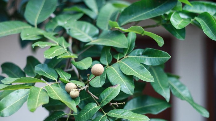 Longan tree that starts to bear fruit.