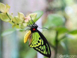 7 Hewan Ini Mampu Mengganti Jenis Kelaminnya, Kok Bisa?