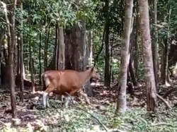 Duh, Banteng Jawa di Cagar Alam Pananjung Tinggal Seekor