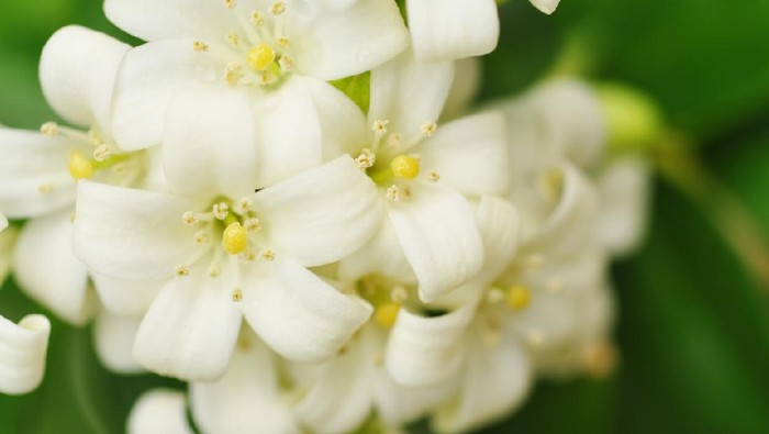 Close up of jasmine flowers