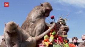 VIDEO: Thailand Kembali Gelar Festival Monyet