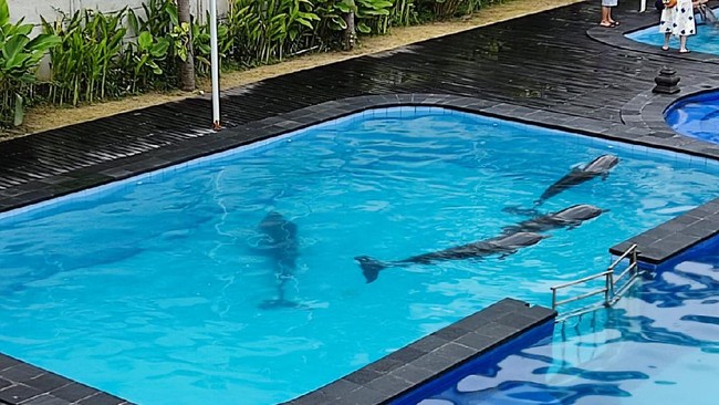 Dua lumba-lumba yang meninggal dan sempat ditunggangi Lucinta Luna diklaim ditempatkan di kolam demi penyesuaian sebelum pelepasliaran.