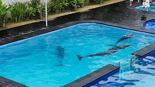 LSM Kritik Lumba-lumba Bali di Kolam, BPSPL Sebut demi Penyesuaian