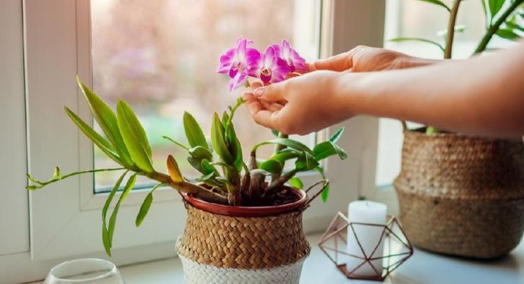 5 Jenis Tanaman Hias Terbaik yang Bisa Bunda Tanam dengan Teknik Hidroponik Tak hanya sayur dan buah, kini Bunda juga bisa menanam bunga cantik secara hidroponik. Bunga apa saja yang cocok? Simak selengkapnya di sini, Bunda.