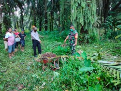 Warga Tewas Tersengat Listrik Tegangan Tinggi Saat Panen Sawit di Tapteng