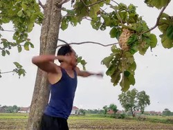Kiprah Bang Godeg, Sang Pemburu Sarang Tawon di Majalengka