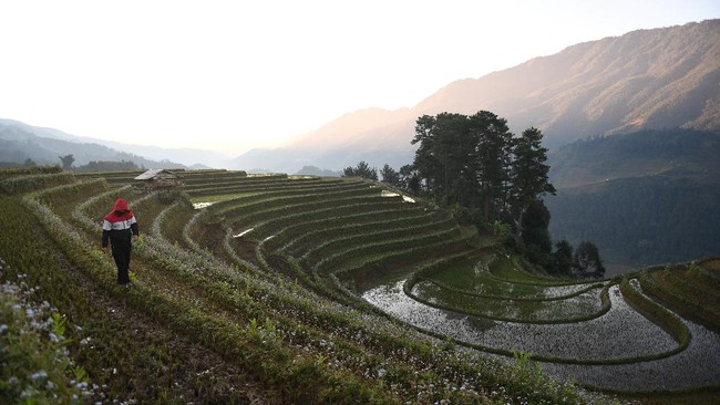 FOTO: Menyapa Pagi dari Sawah Vietnam