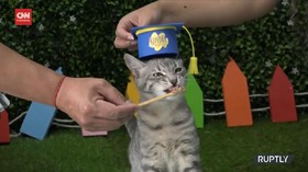 VIDEO: Sekolah Untuk Anak Kucing