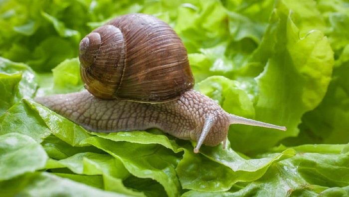 Slug in the garden eating a lettuce leaf. Snail invasion in the garden