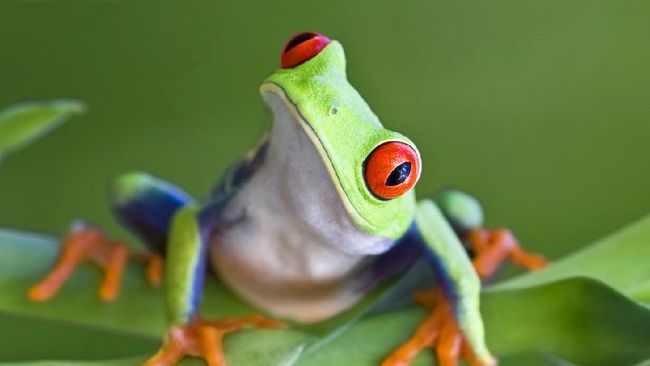 Bibir katak jantan disebut mengandung senyawa yang berfungsi memikat katak betina.