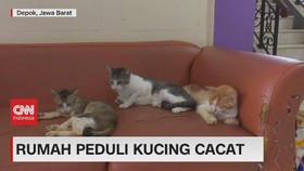 VIDEO: Rumah Peduli Kucing Cacat
