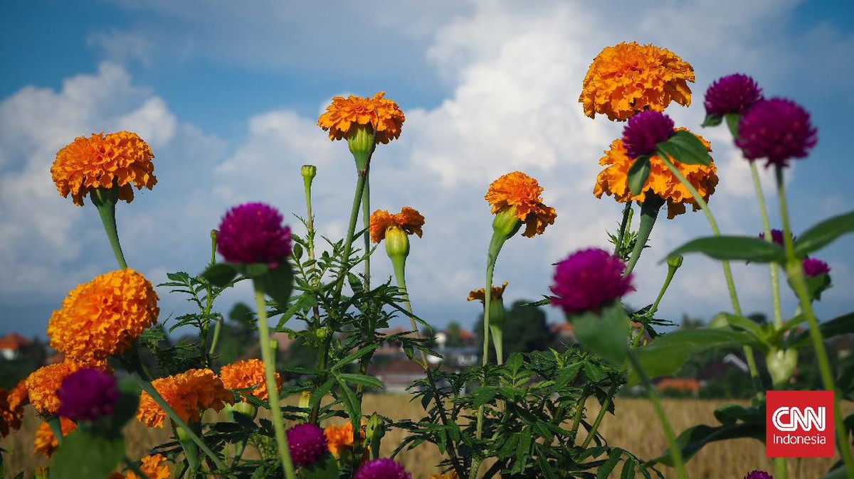 FOTO: Piknik Pagi ke Persawahan Canggu Bali