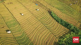 FOTO: Piknik Pagi ke Persawahan Canggu Bali