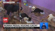 VIDEO: Rumah Peduli Kucing Cacat